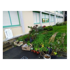 Les plants sont prêts