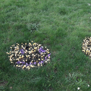 Un souvenir du printemps