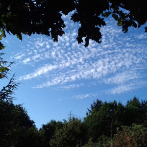 altocumulus