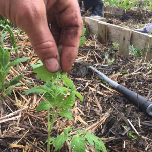Plantation des tomates