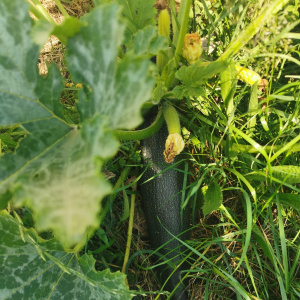 Première courgette